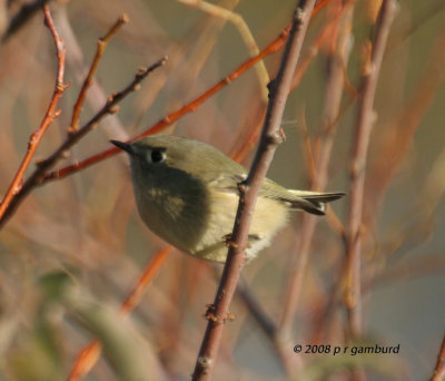 Ruby crowned Kinglet IMG_1214c.jpg