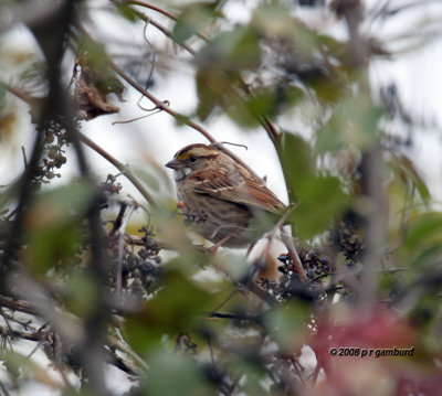 White throated Sparrow IMG_1593c.jpg