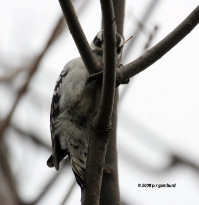 Hairy Woodpecker IMG_1851c.jpg