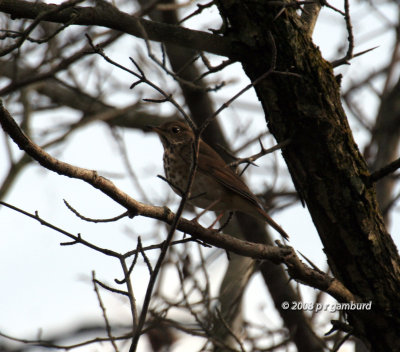 Hermit Thrush IMG_2337c.jpg