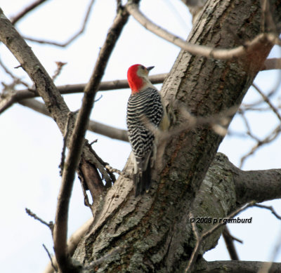 Red bellied Woodpecker IMG_2429c.jpg