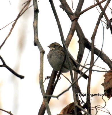 White throated Sparrow IMG_2291c.jpg