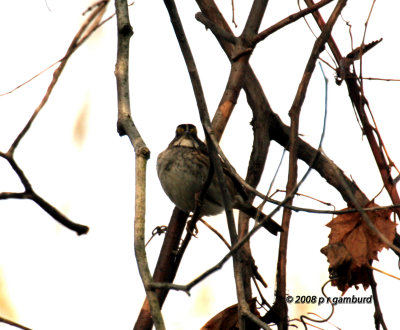 White throated Sparrow IMG_2292c.jpg