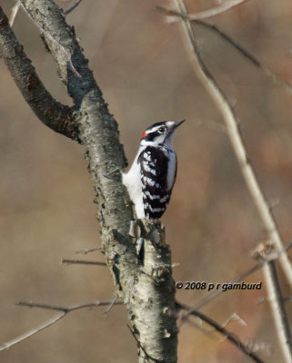 Downy Woodpecker IMG_4410s.jpg