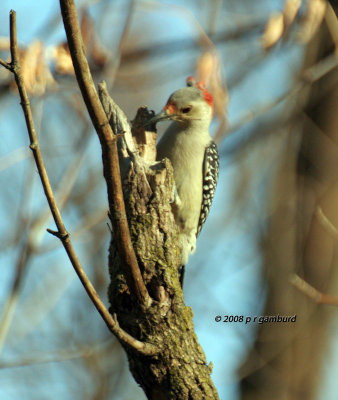 Red-bellied Woodpecker IMG_4667s.jpg