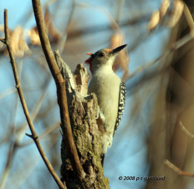 Red-bellied Woodpecker IMG_4676s.jpg