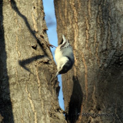 White-breasted Nuthatch IMG_4632s.jpg