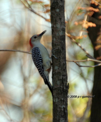 Red-bellied Woodpecker IMG_4640s.jpg