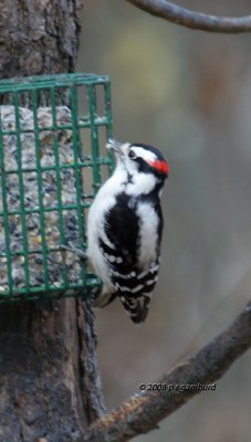 Downy Woodpecker IMG_3785a.jpg