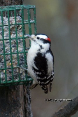 Downy Woodpecker IMG_3791a.jpg