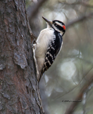 Hairy Woodpecker IMG_4044a.jpg