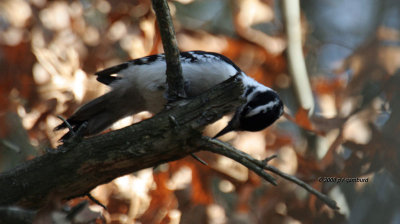 Hairy Woodpecker IMG_4124a.jpg