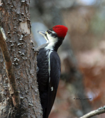Pileated Woodpecker IMG_4253a.jpg