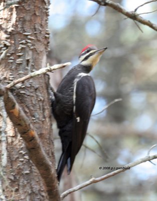 Pileated Woodpecker IMG_4268a.jpg