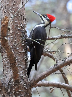 Pileated Woodpecker IMG_4279a.jpg