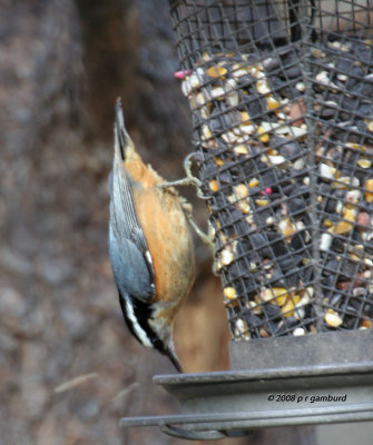 Red-breasted Nuthatch IMG_3915a.jpg
