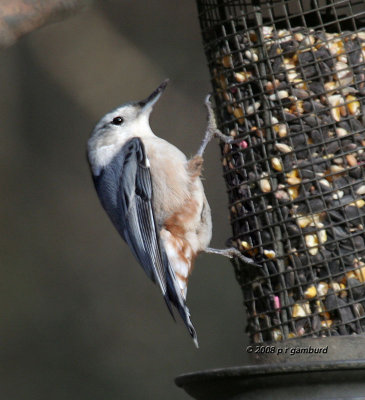 White-breasted Nuthatch IMG_3599a.jpg