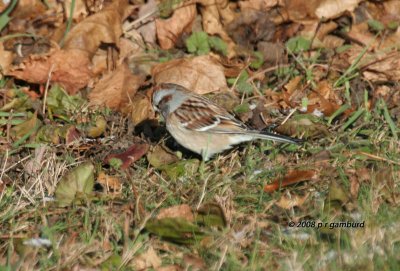 American Tree Sparrow IMG_6478a.jpg