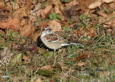 American Tree Sparrow IMG_6481a.jpg