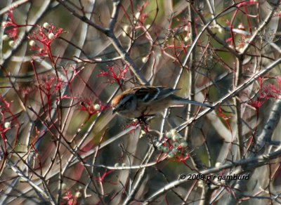 American Tree Sparrow IMG_6619a.jpg