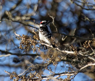 Downy Woodpecker IMG_6293a.jpg