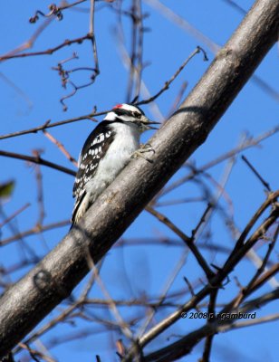Downy Woodpecker IMG_6381a.jpg