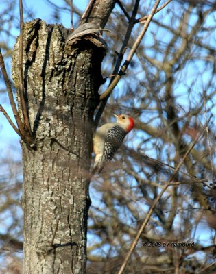 Red-bellied Woodpecker IMG_6523a.jpg