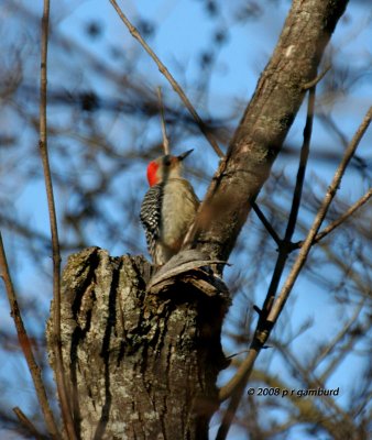 Red-bellied Woodpecker IMG_6544a.jpg