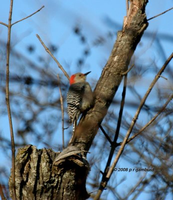 Red-bellied Woodpecker IMG_6546a.jpg