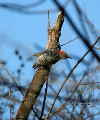 Red-bellied Woodpecker IMG_6549a.jpg