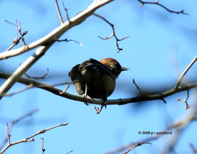 Rusty Blackbird IMG_6340a.jpg