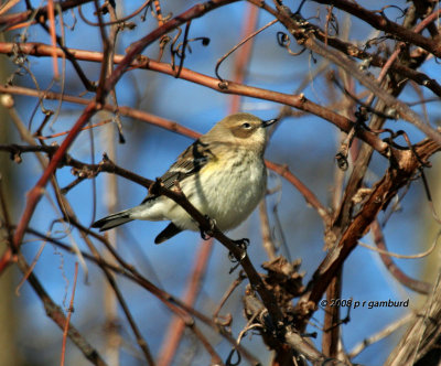 Yellow-rumped Warbler IMG_6437a.jpg