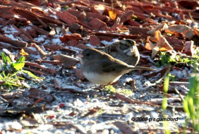 White-throated Sparrow  Dark-eyed Junco IMG_5889a.jpg