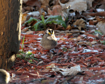 White-throated Sparrow IMG_5842a.jpg