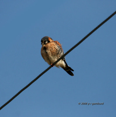 American Kestrel IMG_7030s.jpg