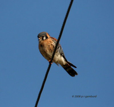 American Kestrel IMG_7104s.jpg