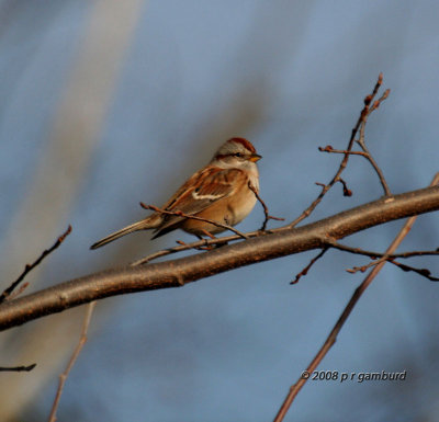 American Tree Sparrow IMG_6803s.jpg