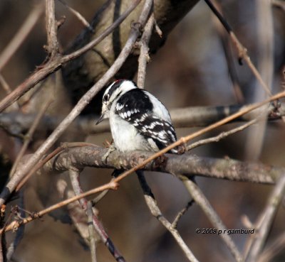 Downy Woodpecker IMG_6815s.jpg