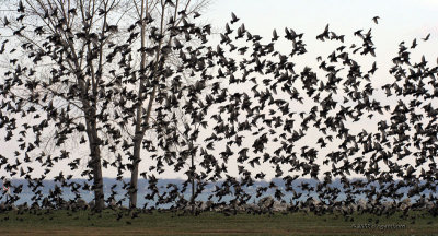 European Starlings IMG_6919s.jpg
