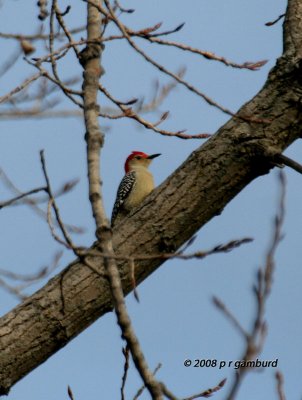 Red-bellied Woodpecker IMG_6858s.jpg