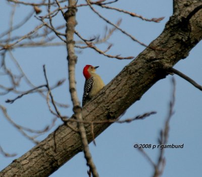 Red-bellied Woodpecker IMG_6861s.jpg