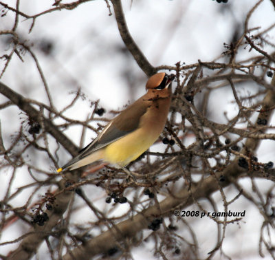 Cedar Waxwing IMG_0765.jpg