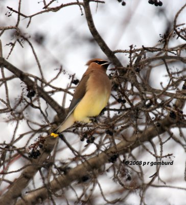 Cedar Waxwing IMG_0769.jpg