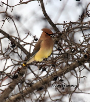 Cedar Waxwing IMG_0775.jpg