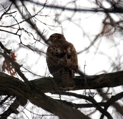 Red-tail Hawk IMG_0828.jpg