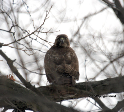 Red-tail Hawk IMG_0835.jpg