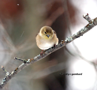 GoldFinch IMG_1859a.jpg