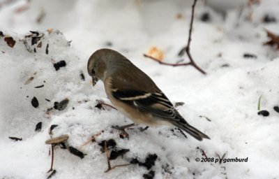 GoldFinch IMG_1964a.jpg