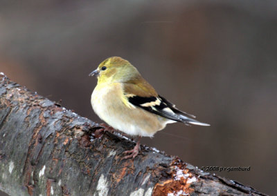 GoldFinch IMG_1993a.jpg