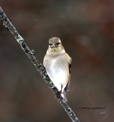 GoldFinch IMG_2017a.jpg